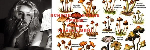 шишки Алзамай