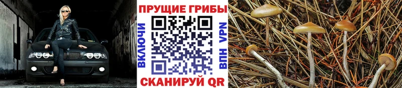 Псилоцибиновые грибы MAGIC MUSHROOMS  Галич 